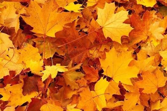 Sortie d&rsquo;automne pour les enfants de la maternelle
